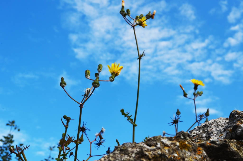 Bir Sinop hatras daha