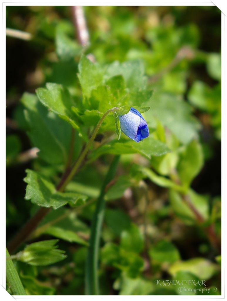 Bahar bizim  Bahcemizede  Urad.