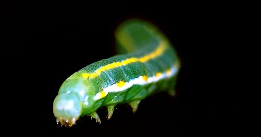 TIRTIL, Spodoptera exiqua