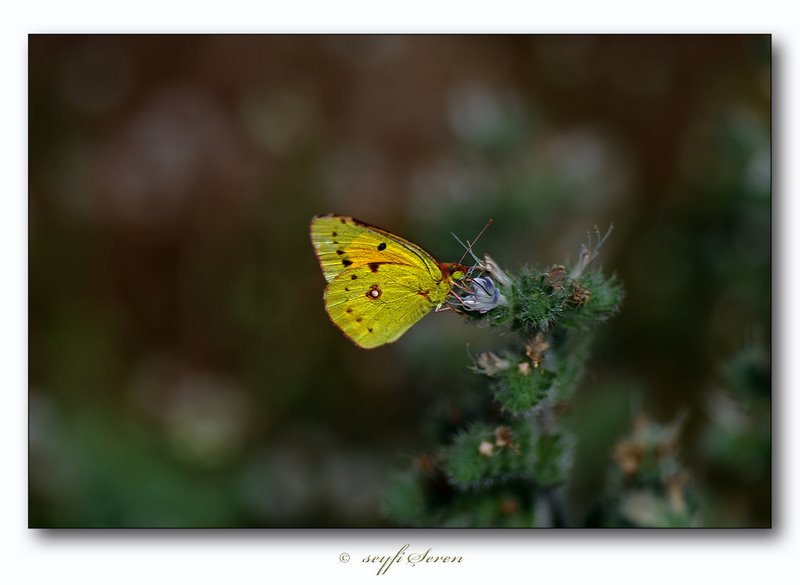 B�rak Sevgi Seni Bulsun...