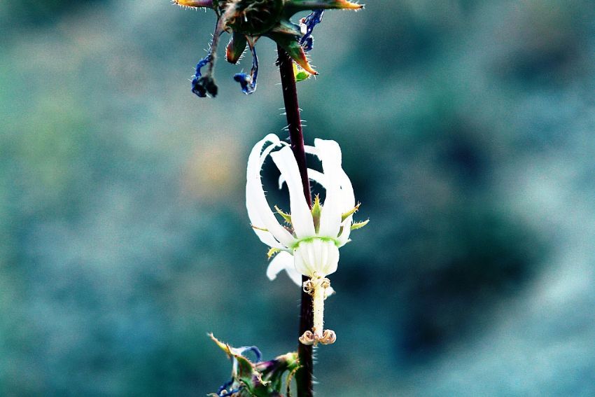 akdenizli dostuma...