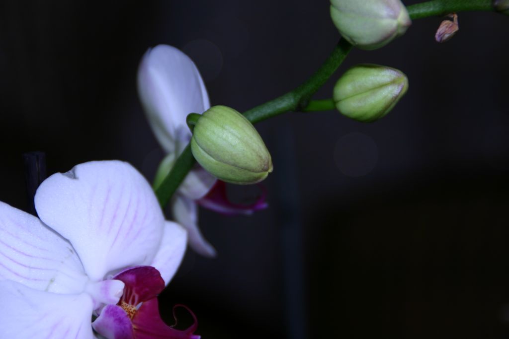 orkideler 