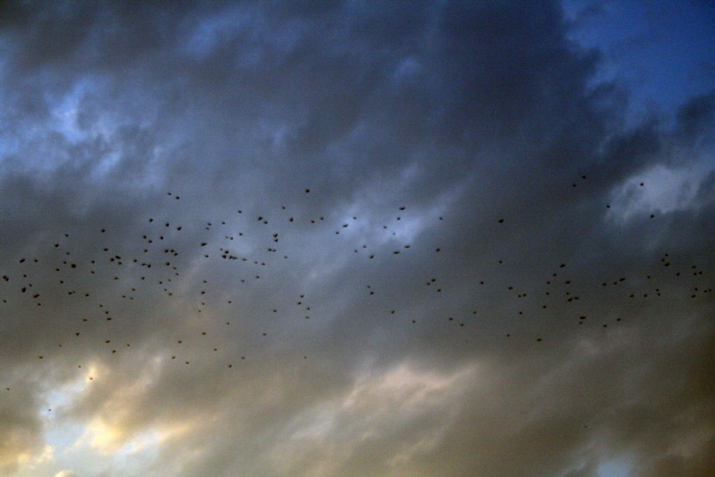 Ku�lar ve g�ky�z�