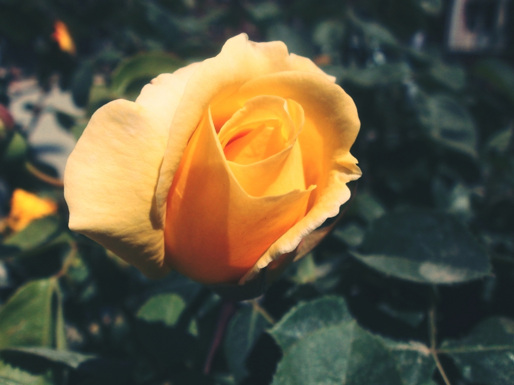 Ne gl sevmek kolay ne de gl olmak...