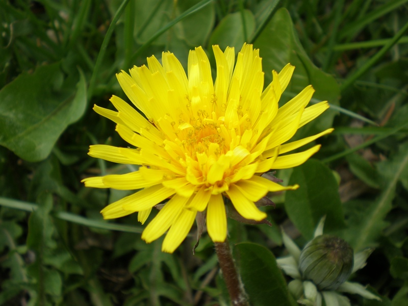 Taraxacum officinale (karahindiba)