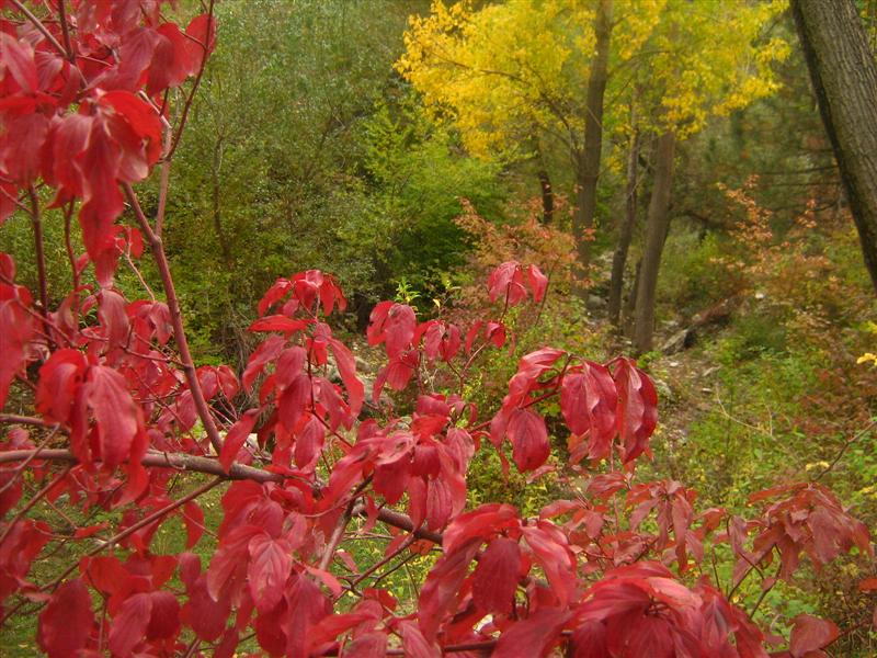 konya-ak�ehirde sultan da�lar� eteklerinde sonbahr