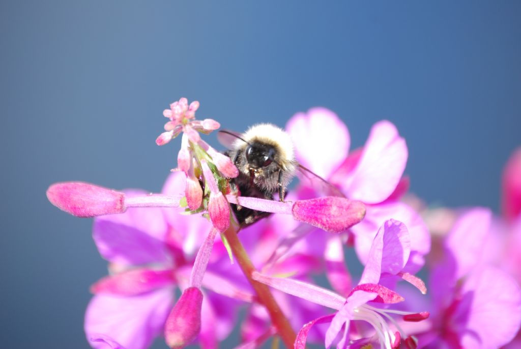 bombus