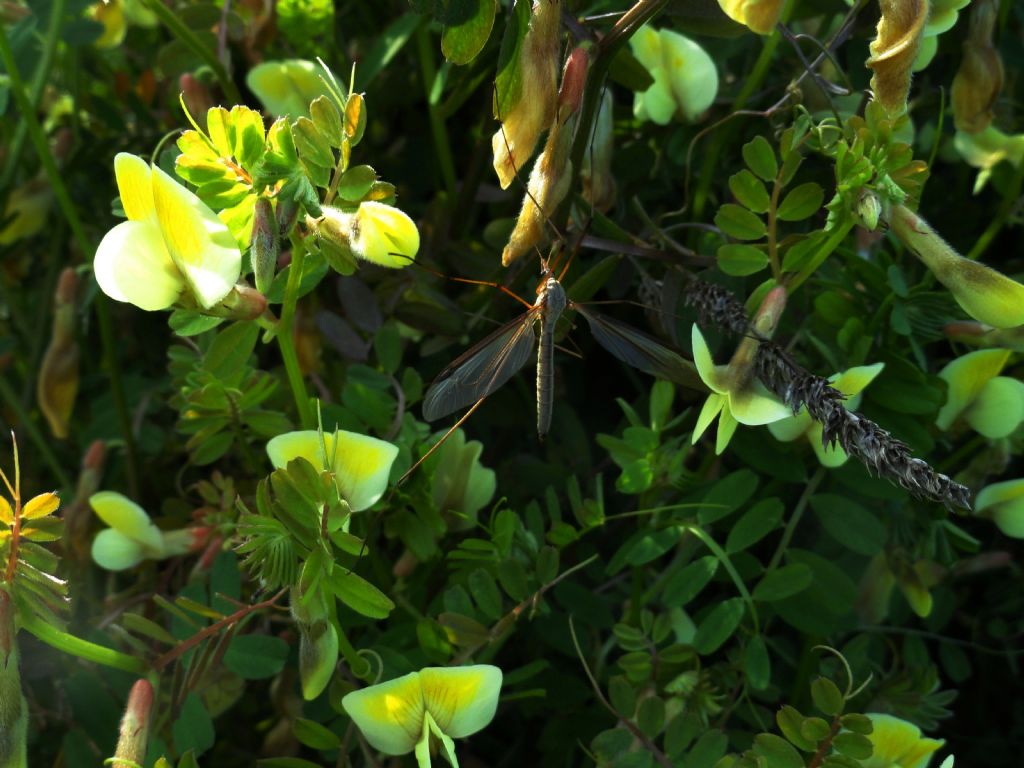 Bcei ile iei ile bahar