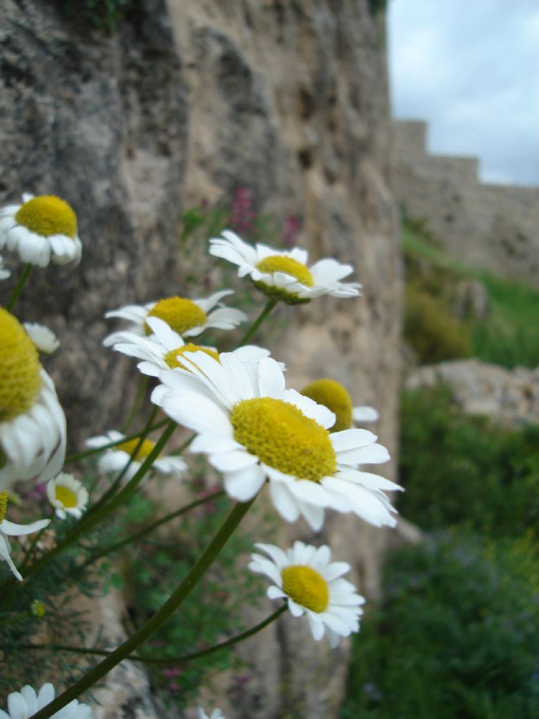 Kalenin �i�ekleri