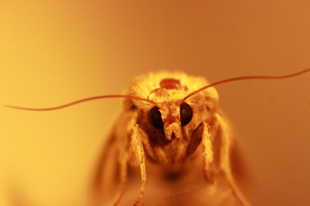 Bir Kelebekle Makro G�nl���