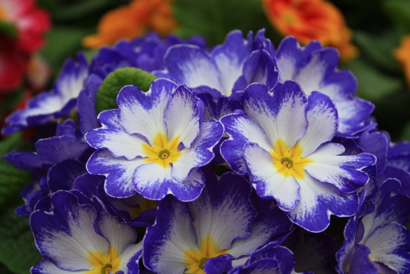 Primula acaulis