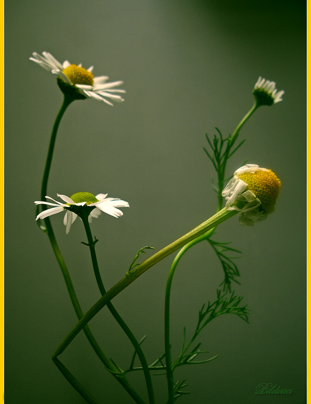 Krmak kolay, ya yapmak?