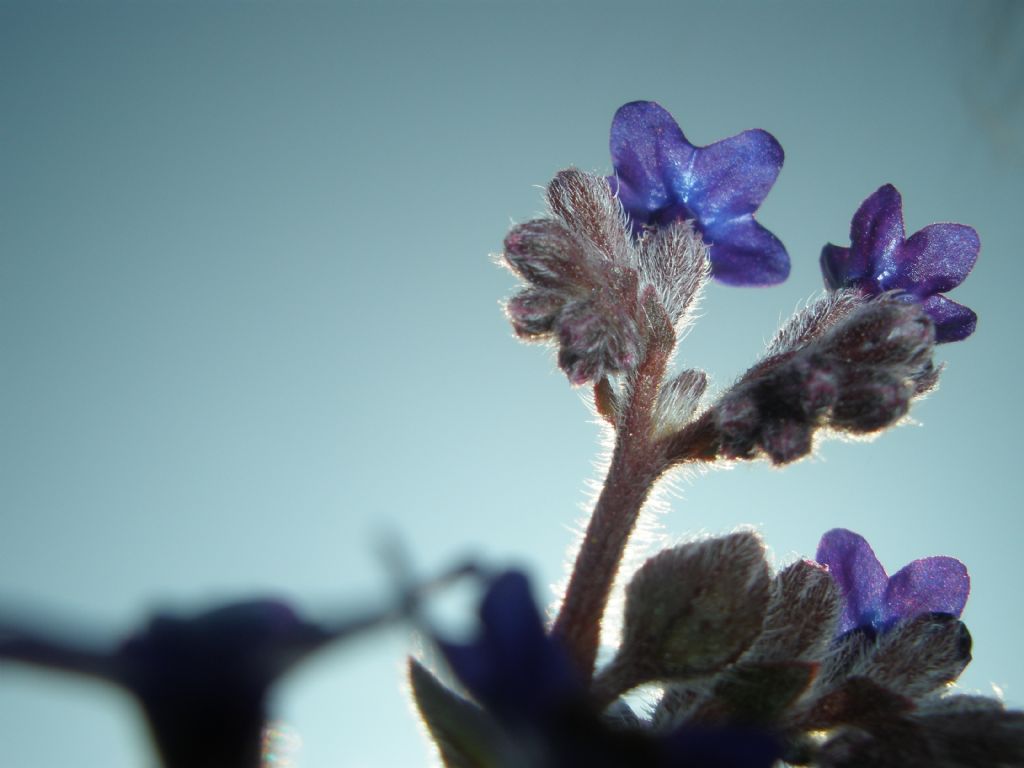 gkyznn mavisi ieimin moru 