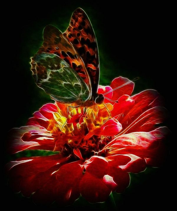 Butterfly Effect Of Nature