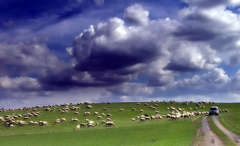 windows koyunlar