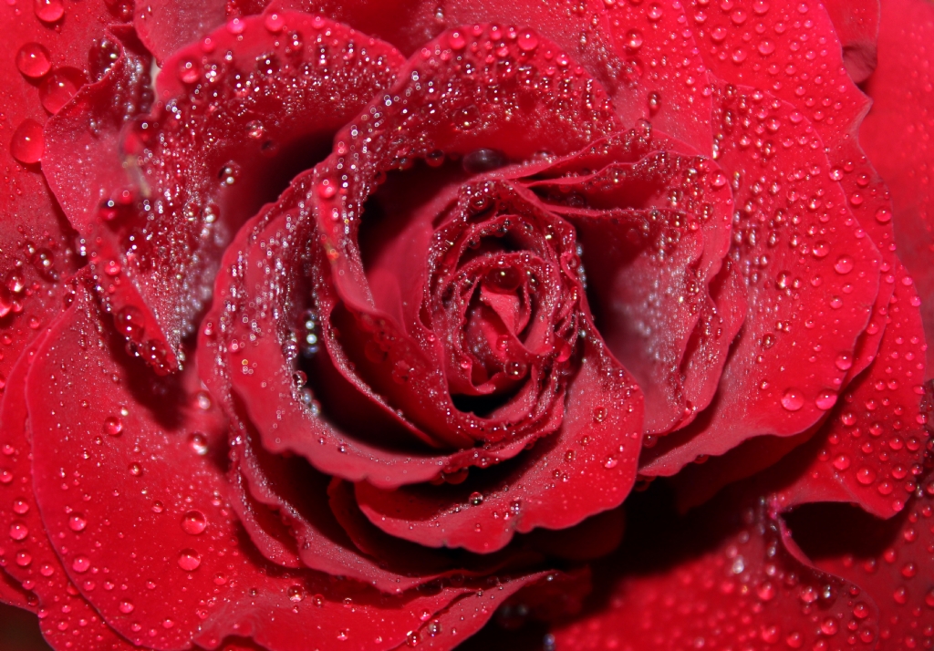 KIRMIZI GL SERSNDEN 2