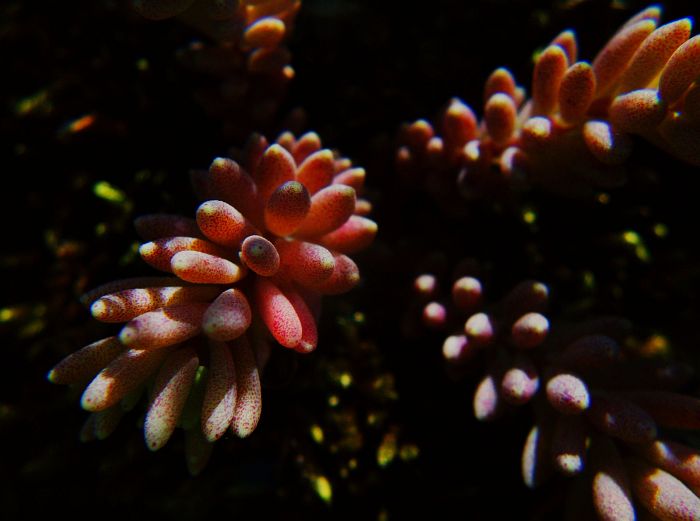 Fractal Pink Awakening