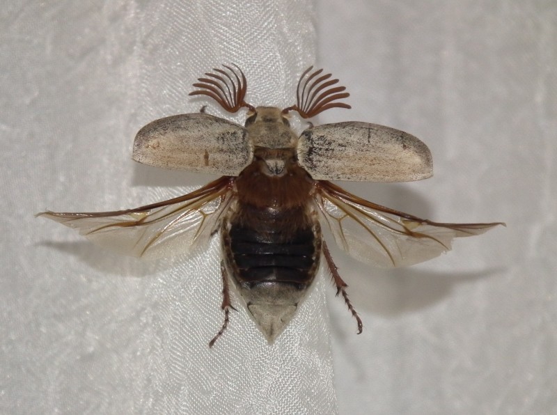 Adn bilmediim bir bcek