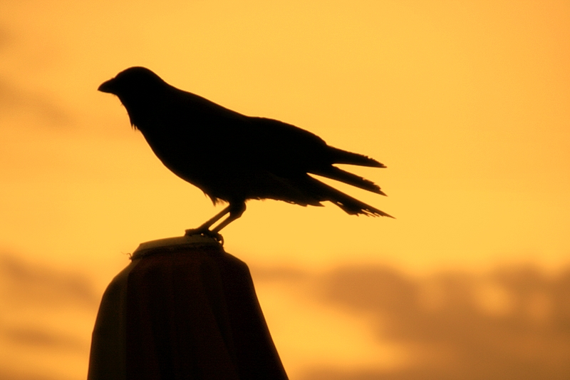 the crow...