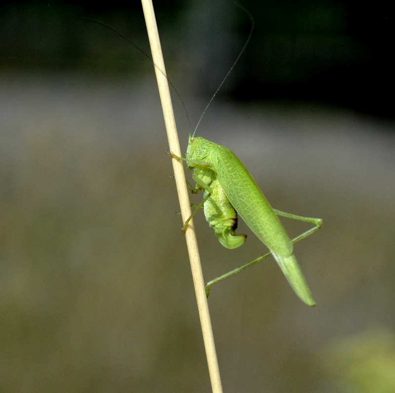 Yesil