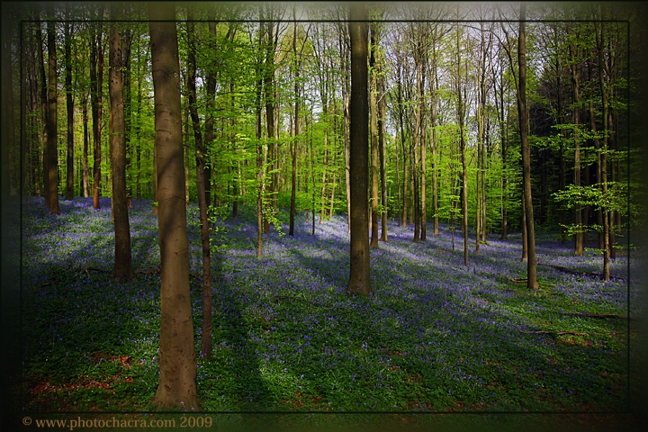 Sadece mavi (glgeler)