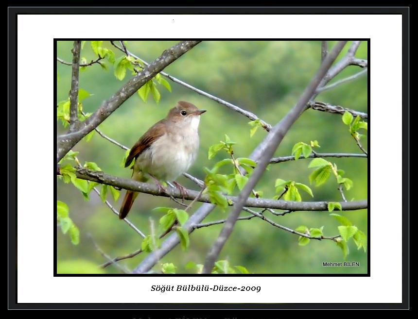 S���t B�lb�l�..