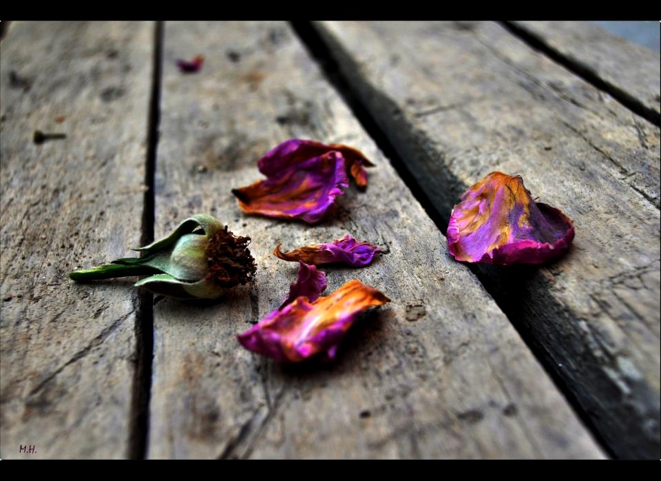 �i�eklerde �l�r...