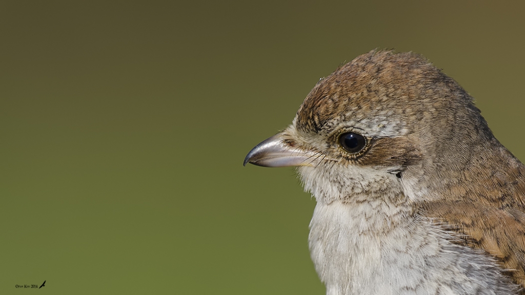 K�z�l S�rtl� �r�mcek Ku�u