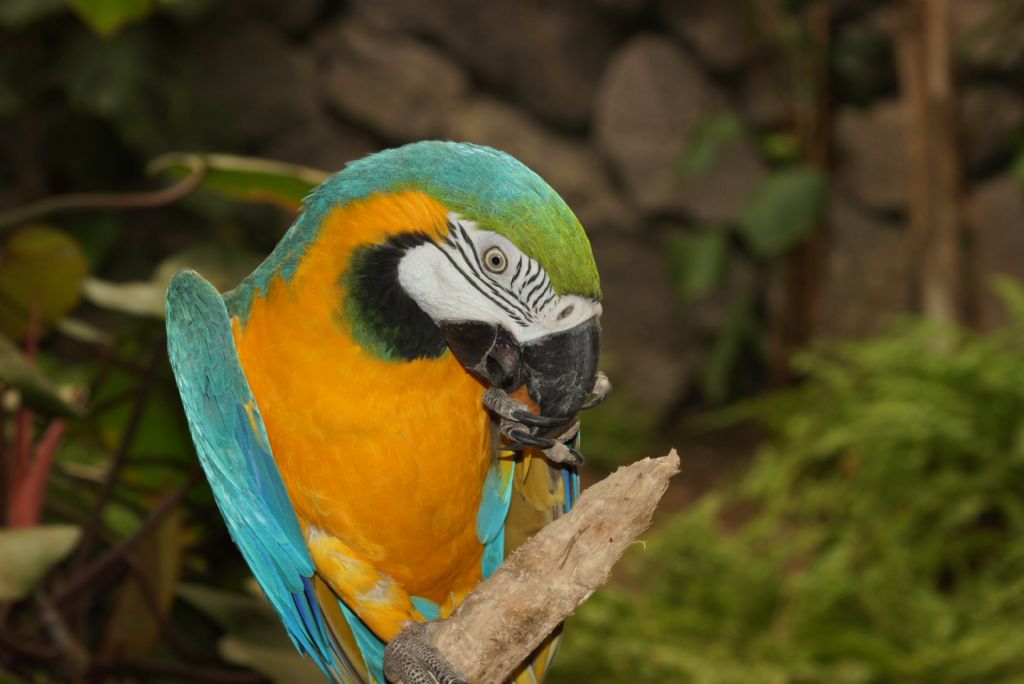 Sen ne g�zel renkli bir mahluksun