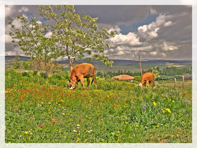 Elmada/Kuuali ky(ANKARA)