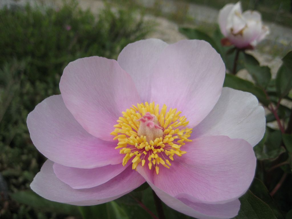 bir macro denemesi daha