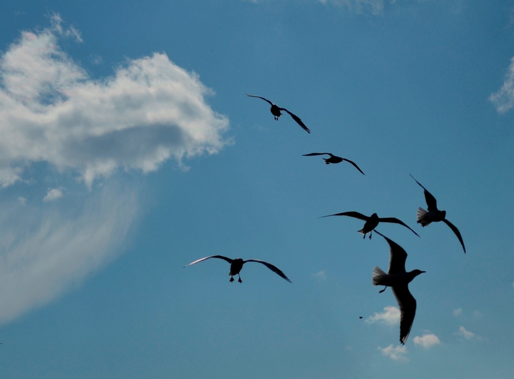 ''zgrle kanat amak''