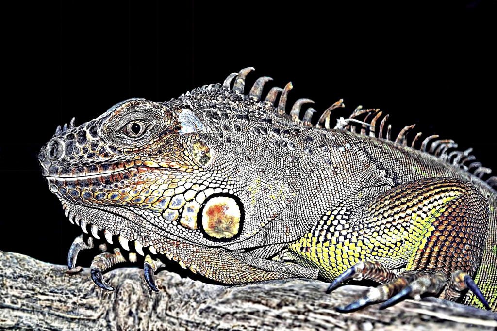 iguana