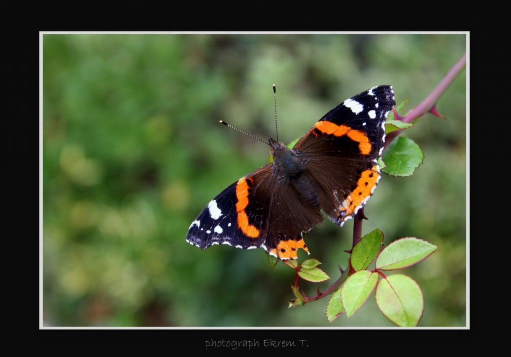 Butterfly... 2