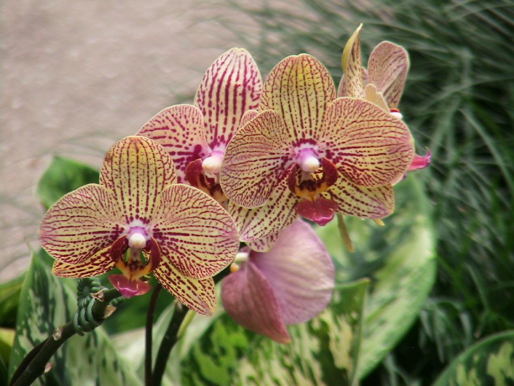 singapurdan esinti...