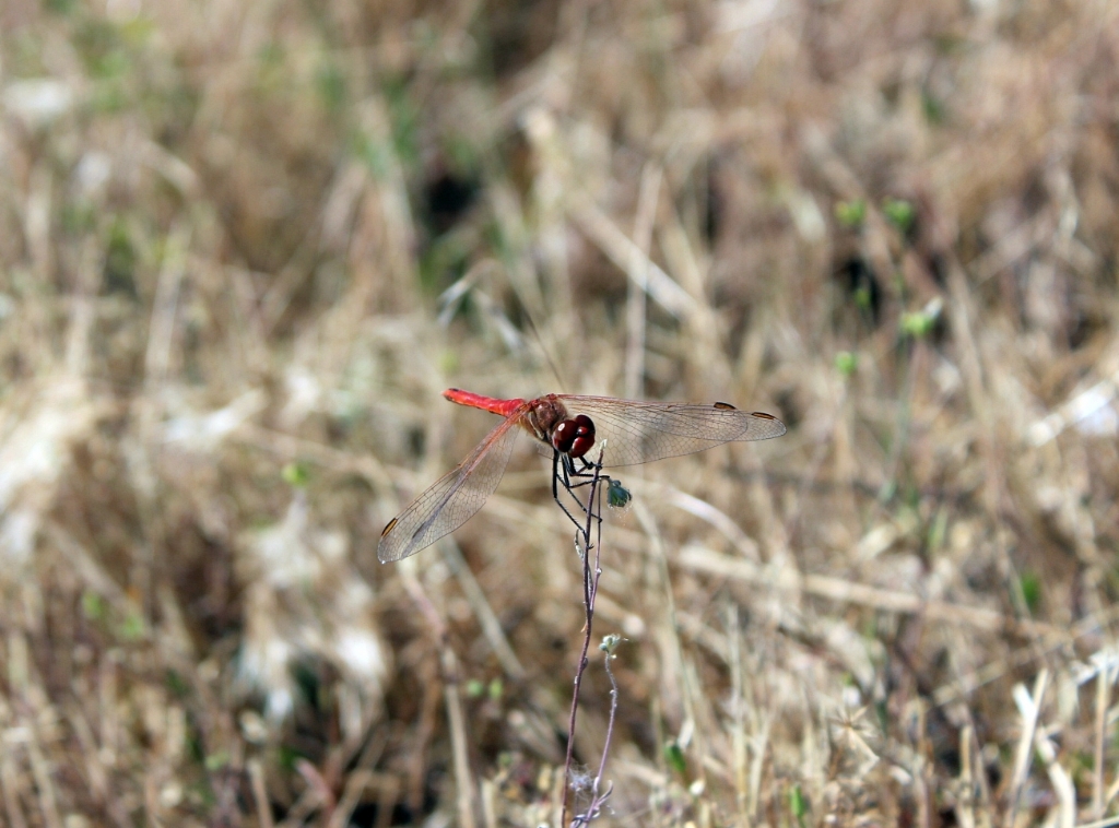 Helikopterr