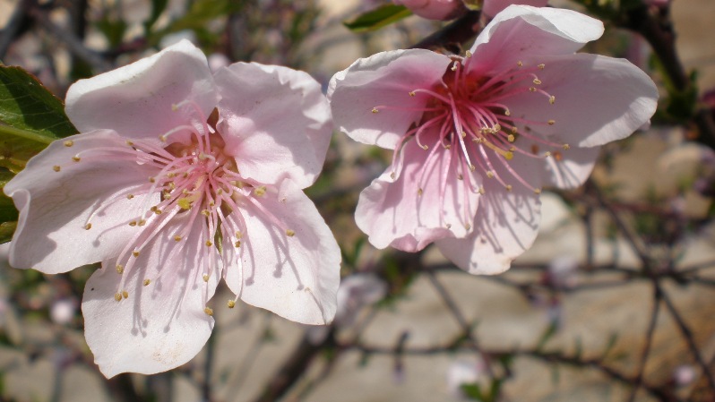 Prunus Dulcis (badem)