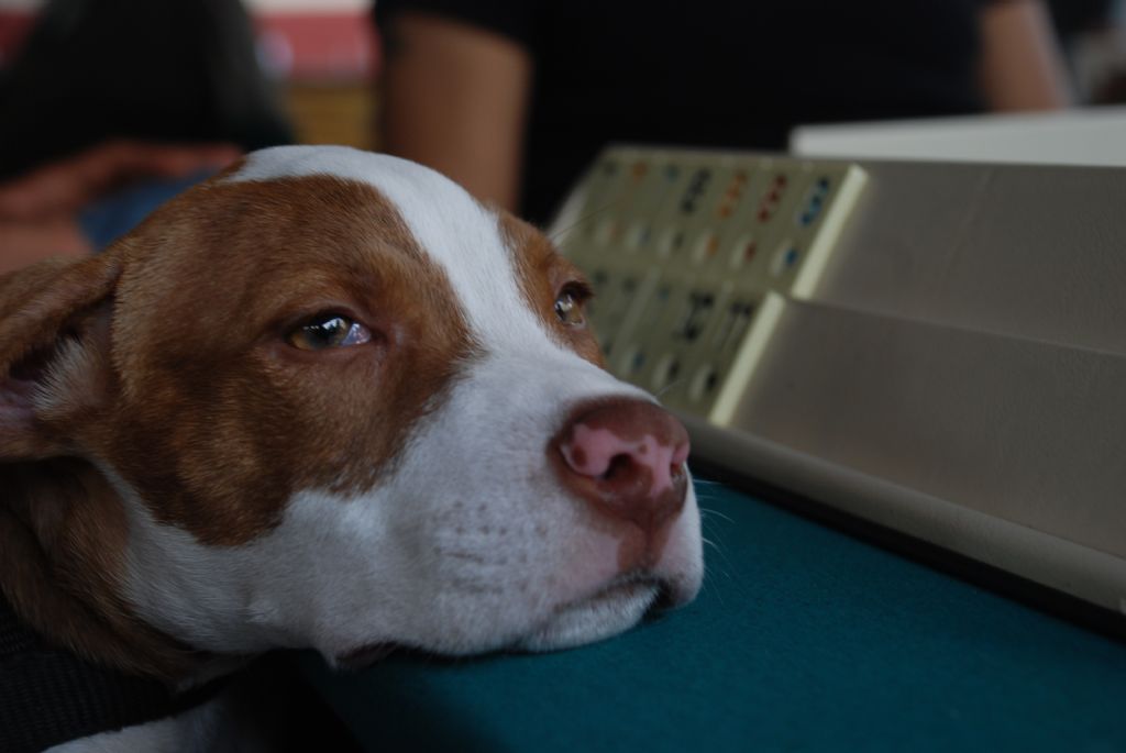 baby pitbull