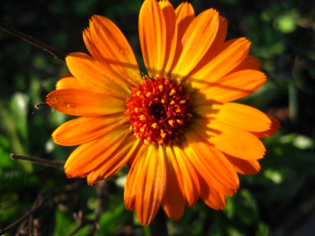 G�z G�ne�inde..