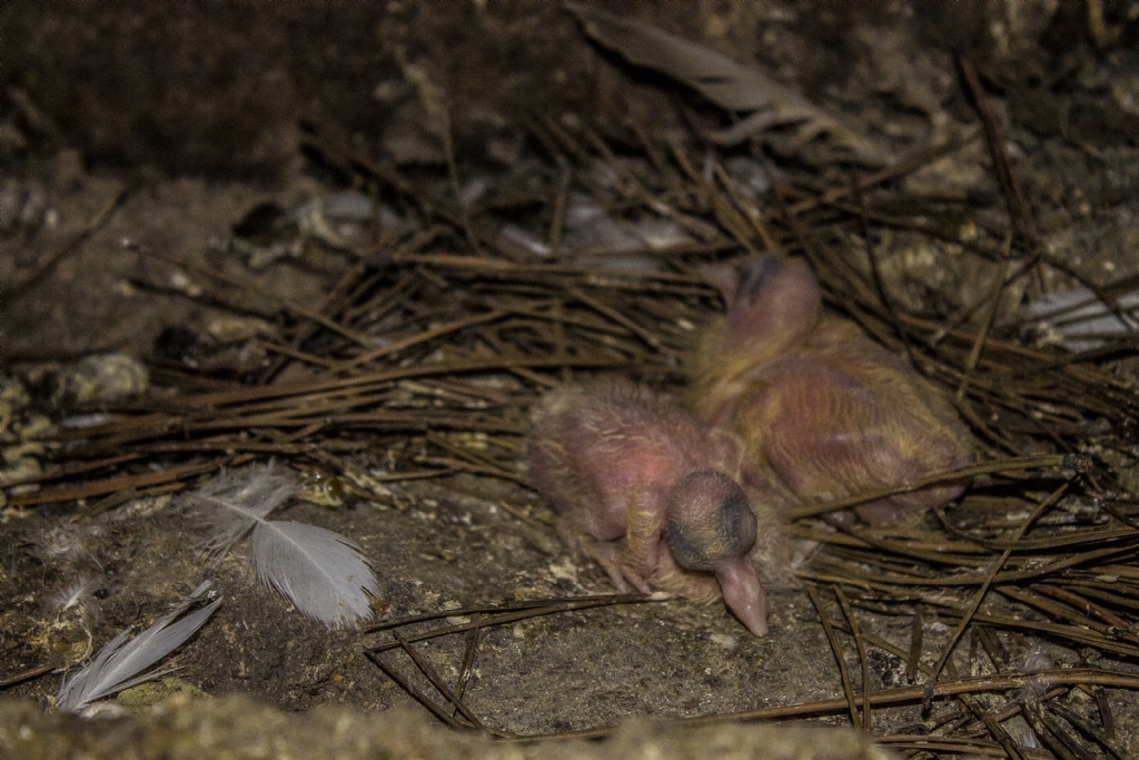 Bar���n Do�u�u