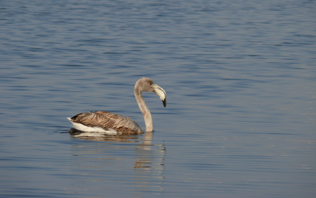 Gen Flamingo