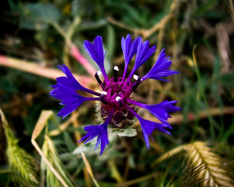 peygamber iei (Centaurea ...)