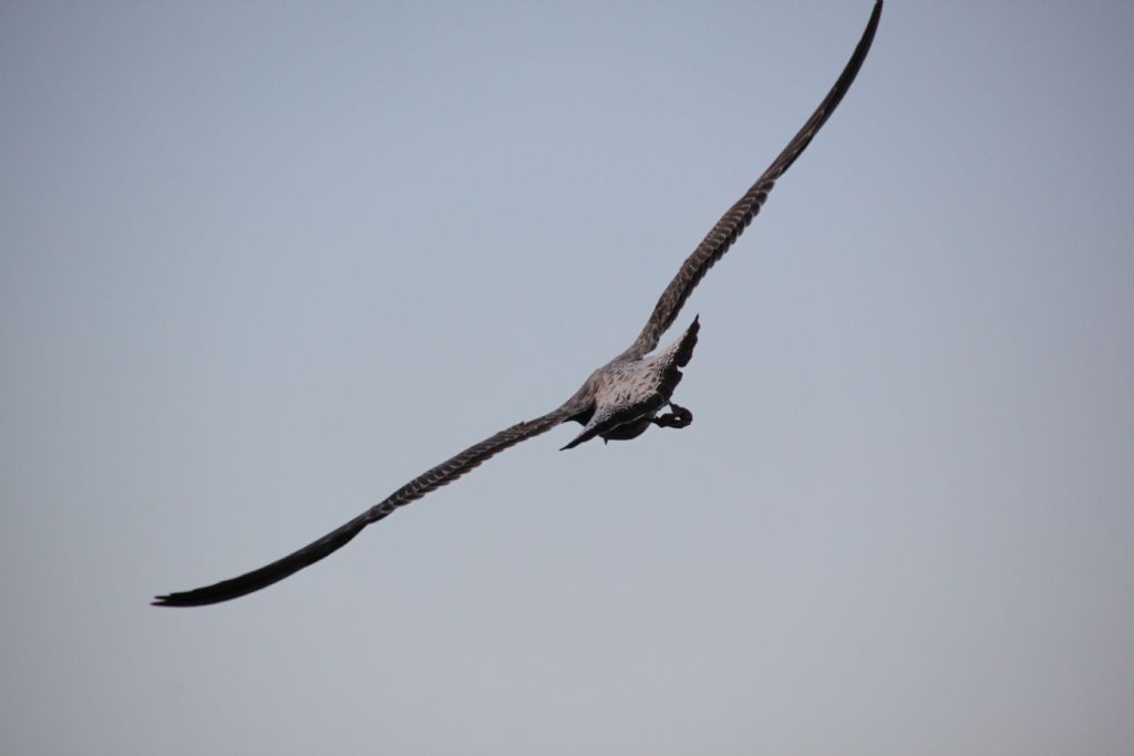 �ZG�RL��E G�D�YORUM