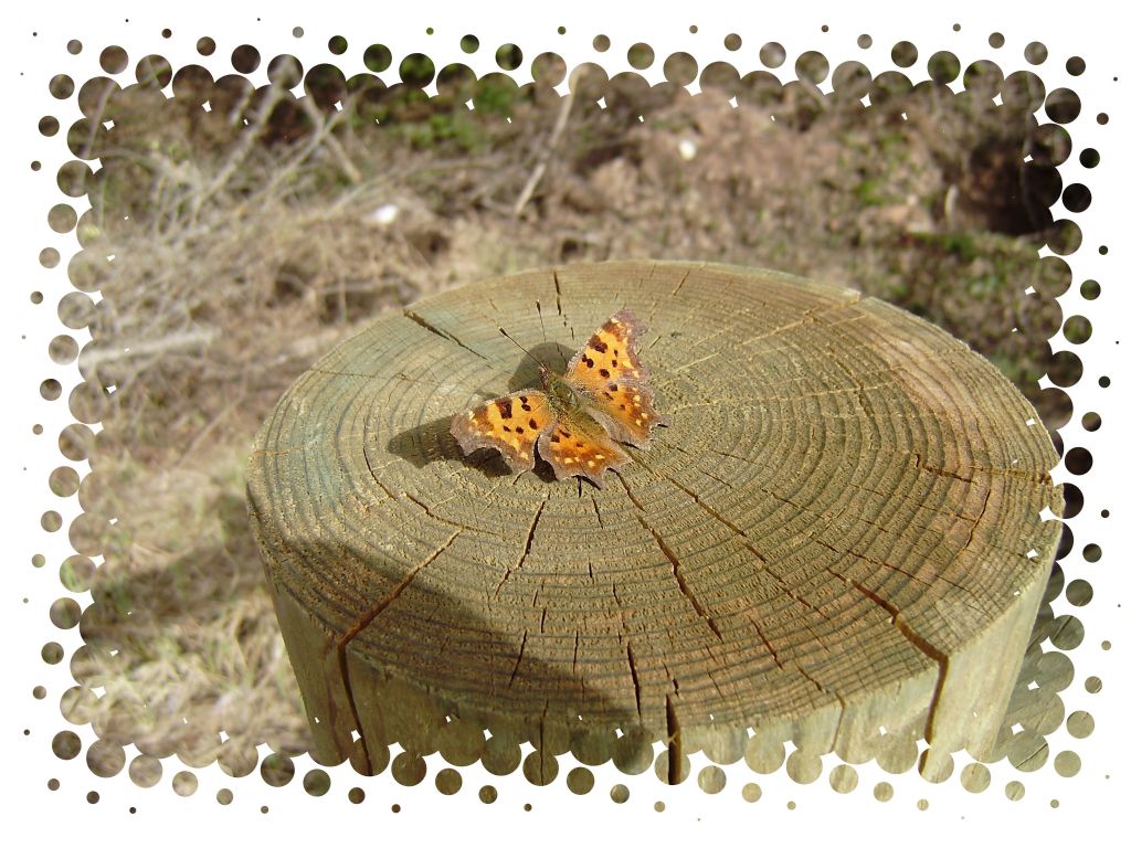 Ac� izleri ve kelebek...