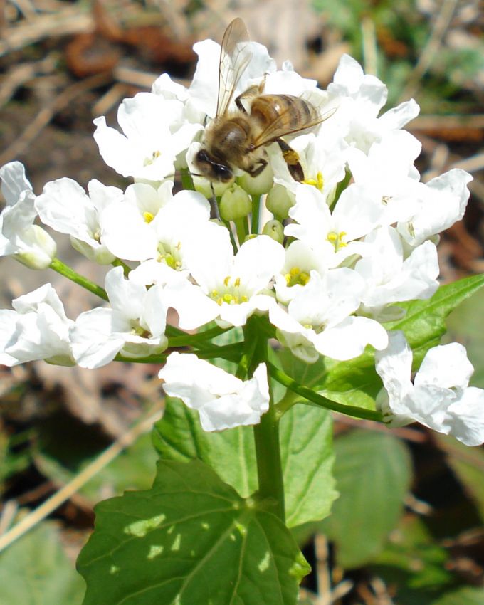 ar�n�n co�kusu