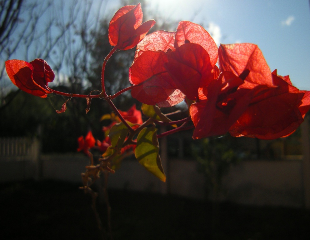 I����n G�c�