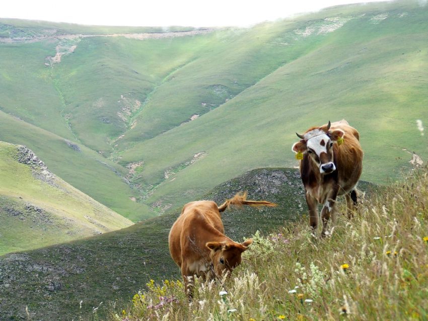 Yinemi sen dercesine