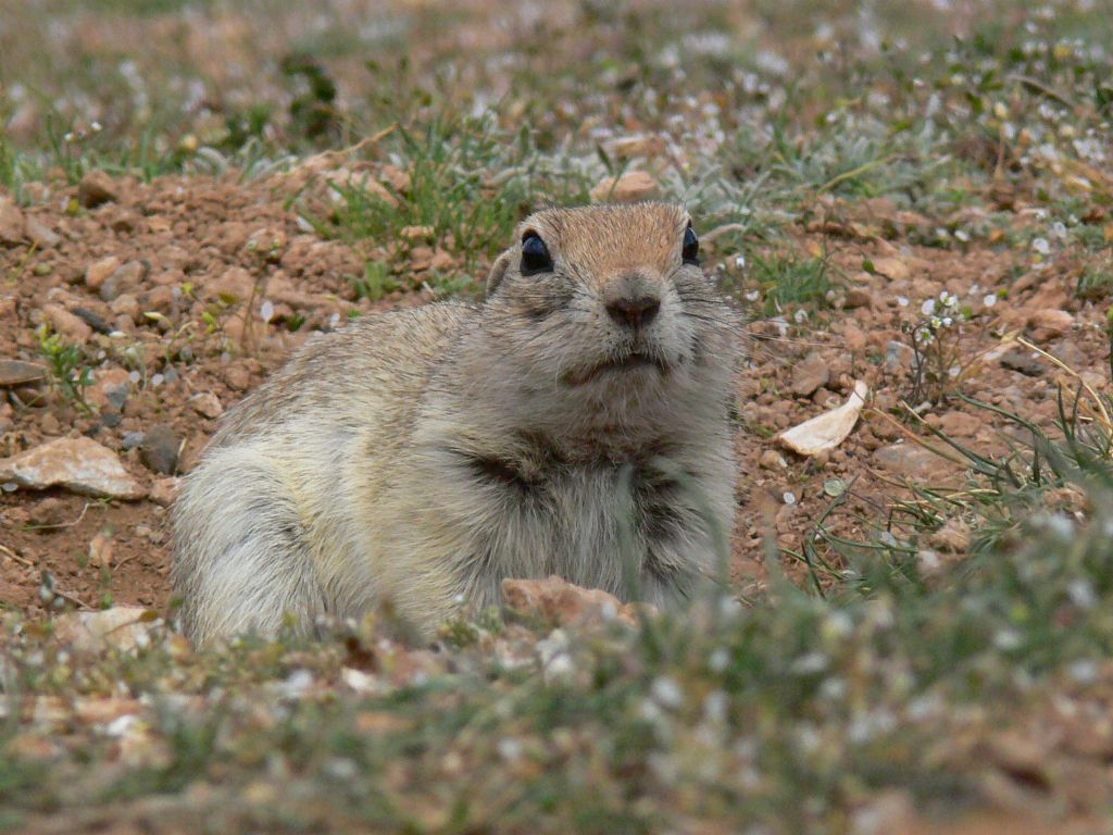 Tarla faresi boncuk :)