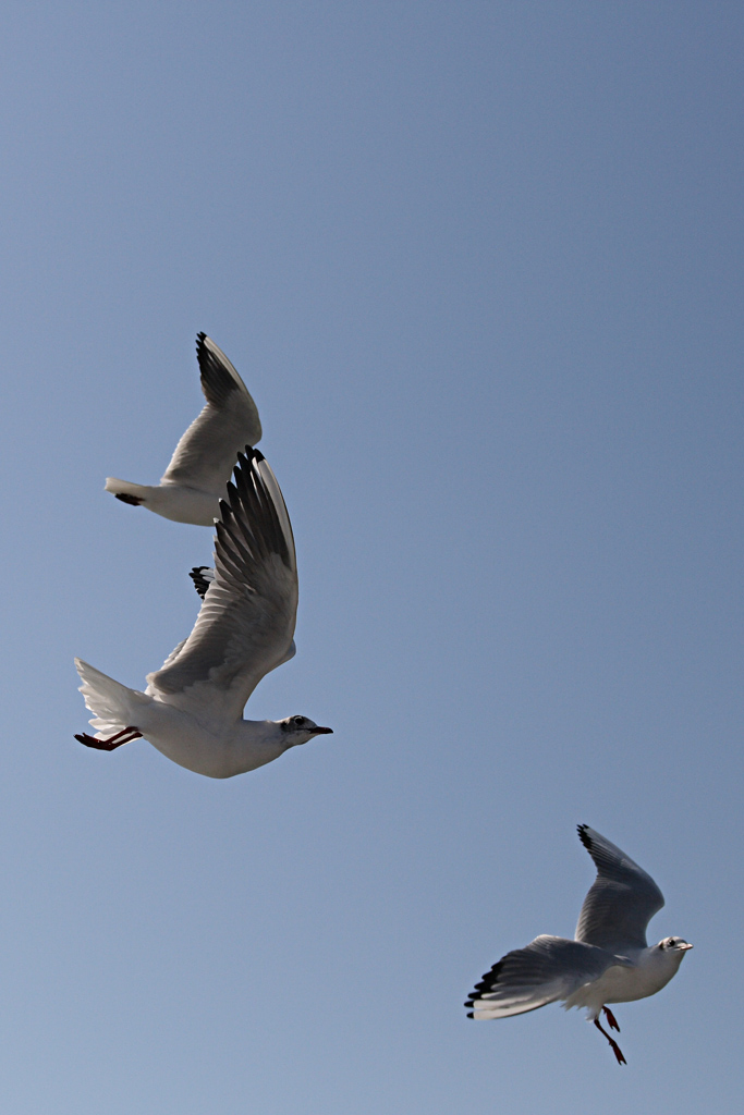 Meydey meydey dyoruz