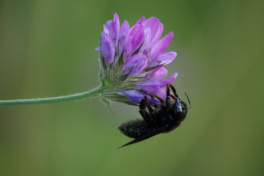 Sapanca G�l� k�y�s�ndan bir kesit..!